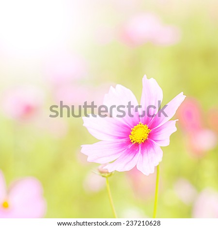Cosmos flowers,pink,white and red Cosmos flowers blooming beautiful sunshine in the garden.