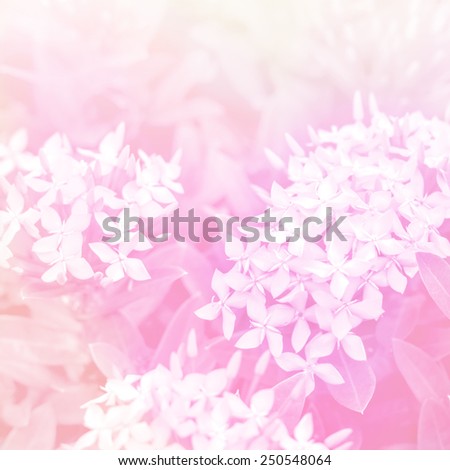 beautiful  flowers in sun blure and light rays with colored filters