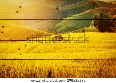 soft focus of rice farm landscape on day noon light over wooden texture background.