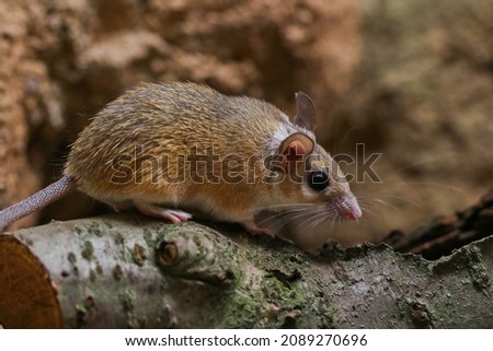 Cairo spiny mouse (Acomys cahirinus) in captivity Imagine de stoc © 