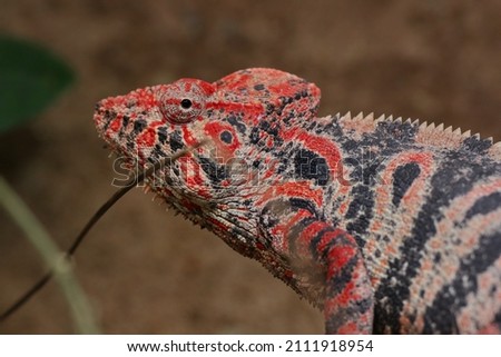 Giant chameleon (Furcifer oustaleti) female with gravid coloration, captivity Imagine de stoc © 