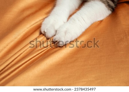 Similar – Image, Stock Photo Tear in the curtain Branch