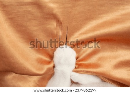 Similar – Image, Stock Photo Tear in the curtain Branch