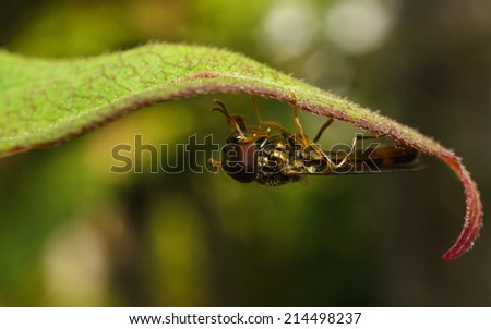 A macro photo of a Hoverfly upside down on a green leaf