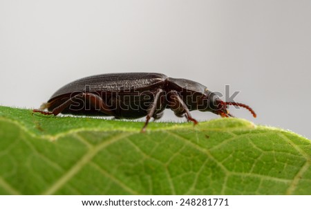 A Meal-worm Beetle