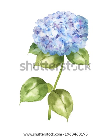 Watercolor illustration of hydrangea flower