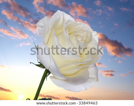 White rose over sunrise, blue sky, clouds
