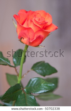 One red isolated rose over white background