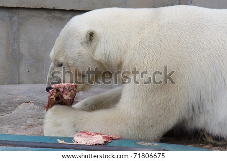 White big bear in zoo eating meat
