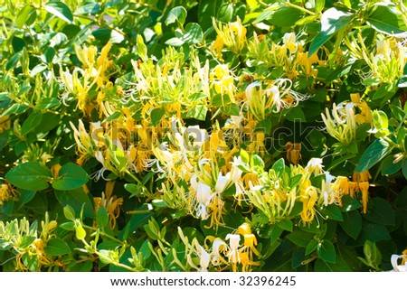 this is a shot of Lonicera flower in my garden, by sunny day, also known as honeysuckle flower.