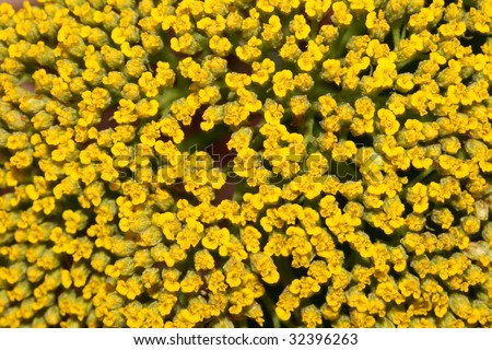 this is closeup shot of little yellow flower, like nice flower-nature backgrounds