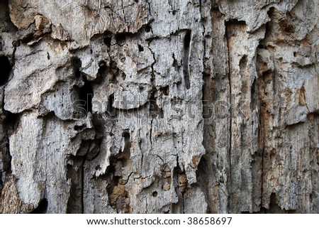 This is the bark of old tree wood, with holes from worms and insects