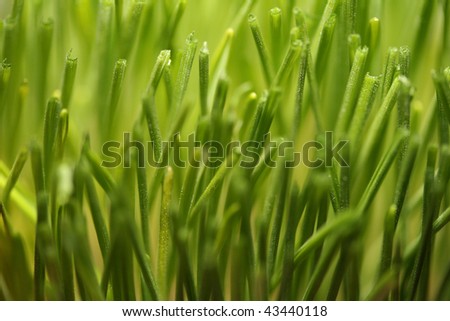 this is a closeup shot of young green wheat, with shallow DOF, like nice background.