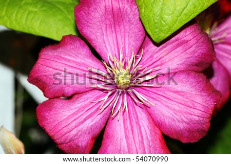this is a closeup shot of flower Clematis, like nice flower background.