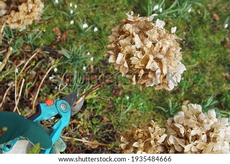 Similar – Image, Stock Photo faded hydrangeas winter