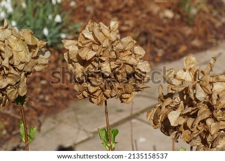 Similar – Foto Bild vertrocknete Hortensienblüte