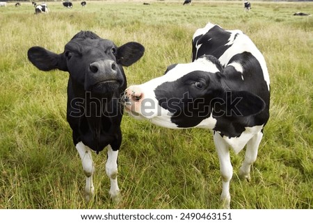 Similar – Image, Stock Photo Cow herd 2 in the fog above the Achensee in Tirol in Austria