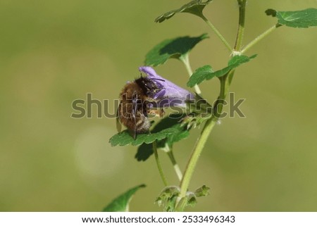 Similar – Image, Stock Photo Mint foot planted in old basin with label