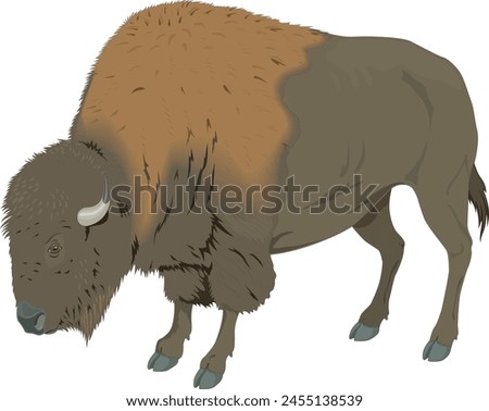The buffalo is dark brown to black with some white patterns on its body, strong neck, short legs, and thick tail