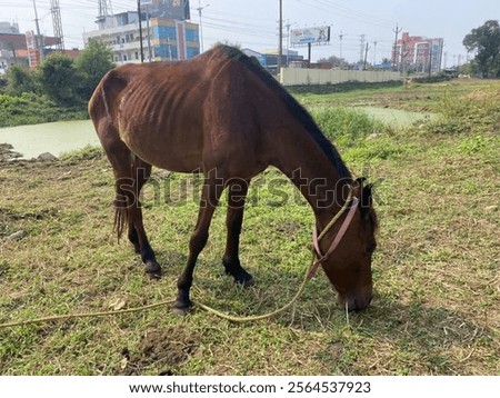 Similar – Image, Stock Photo four legged animal Animal