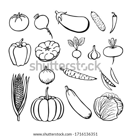 Hand drawn vegetables collection, isolated elements on the white. Vector illustration. 