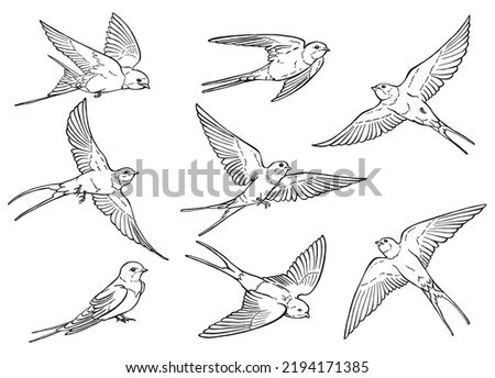 Similar – Image, Stock Photo Flying swallow bird. Ink black and white drawing