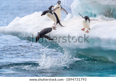 Adelie penguins in Antarctica jump into the water from a beautiful blue and white glacier