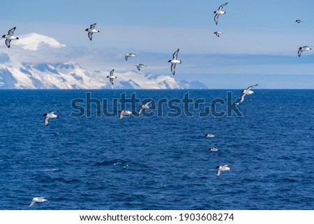 Similar – Image, Stock Photo petrel Landscape Water Sky