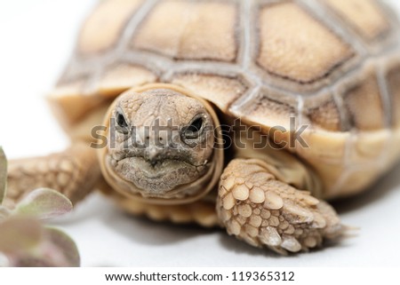 African Spurred Tortoise (Geochelone sulcata) isolated on white background