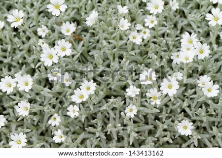 White rock flower garden edging