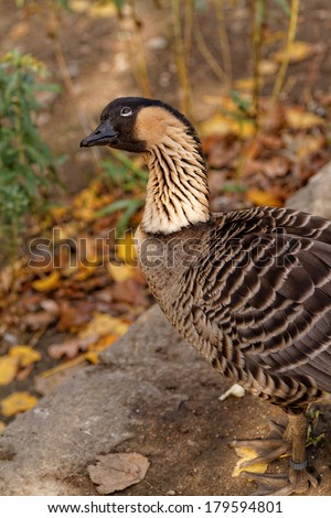 Wild-goose in autumn in the nature