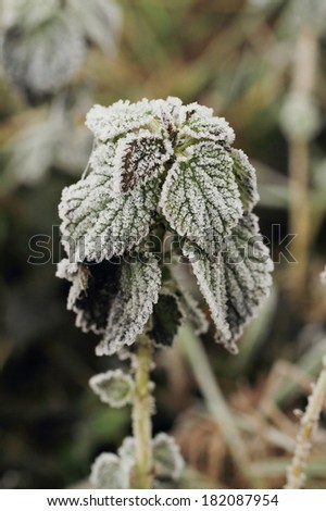 Beautiful close up photo of frosted plants in winter