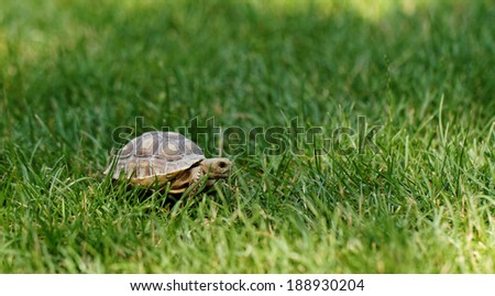 Little cute turtle in the green garss