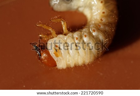 Photo of a small may beetle larvae - Melolontha melolontha