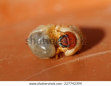 Photo of a small may beetle larvae - Melolontha melolontha