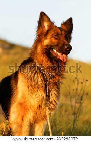 Photo of a friendly German shepherd dog