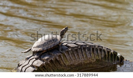 Cute turtle in a pond in a car\'s tires