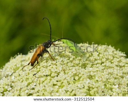 Denticollis linearis and flowers wild carrot