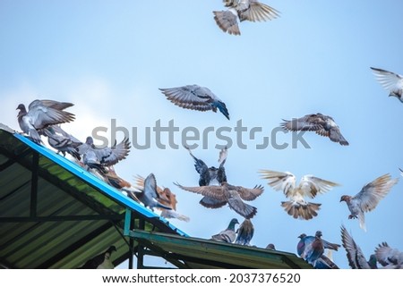 Pigeons and doves are stocky birds with short necks and short slender beaks. The species commonly known as "pigeon" is the wild rock pigeon, commonly used in many cities.

