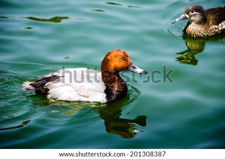 Red Head Duck Swimming