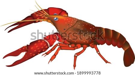 'Crawfish' (crayfish) illustration, vector EPS format Photo stock © 