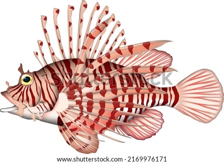 'Luna lionfish' illustration. Vector EPS format.