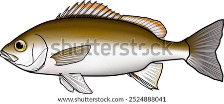 'Chicken grunt' fish illustration, with outline