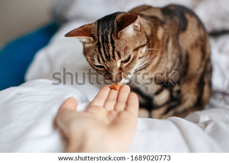 Pet owner feeding cat with dry food granules from hand palm. Man woman giving treat to cat. Beautiful domestic striped tabby feline kitten sitting on bed in bedroom. 