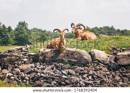 Similar – Image, Stock Photo Herd of Barbary sheep in bushes