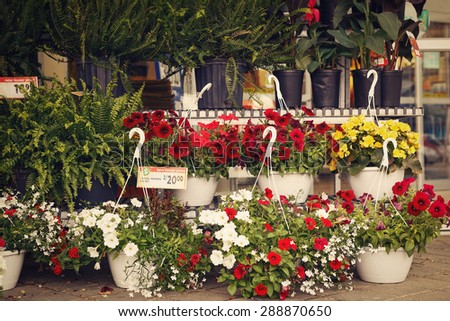 Yellow red white flowers with green leaves in pots near in front of shop, store, in the street, beautiful design decoration, summer day