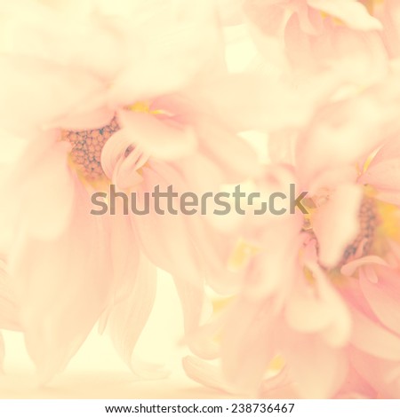 A beautiful light pink color flower background. Extreme close up of petals.