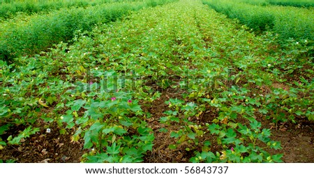 Cotton farming, a fiels in perpective.