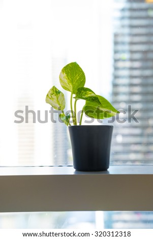 A small plant placed in a black pot which displayed in the window against blur skyline.