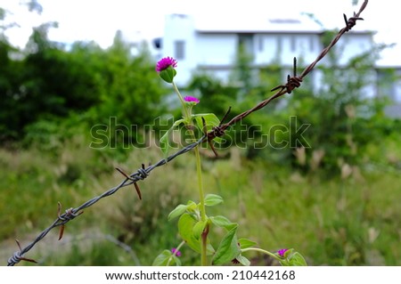 Flower and Barb Wires, Globe Amaranth with bard wire
